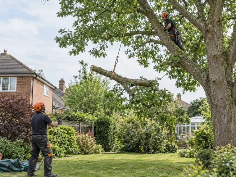 A climber high in a mature tree lowering a cut limb on a rigging rope while a groundsman controls the line from the lawn below, with a house and conservatory a few metres away.